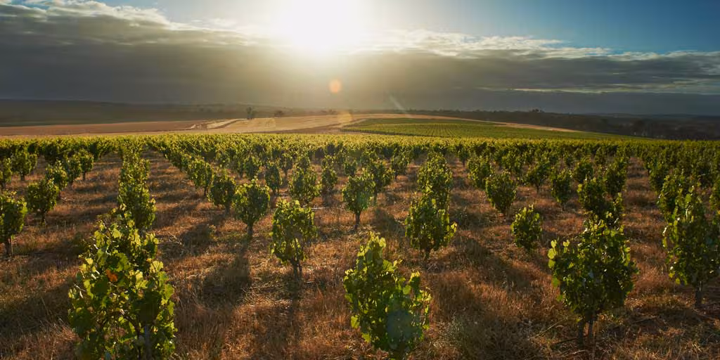 Vignes du Beaujolais sur les coteaux granitiques, lumière dorée du matin