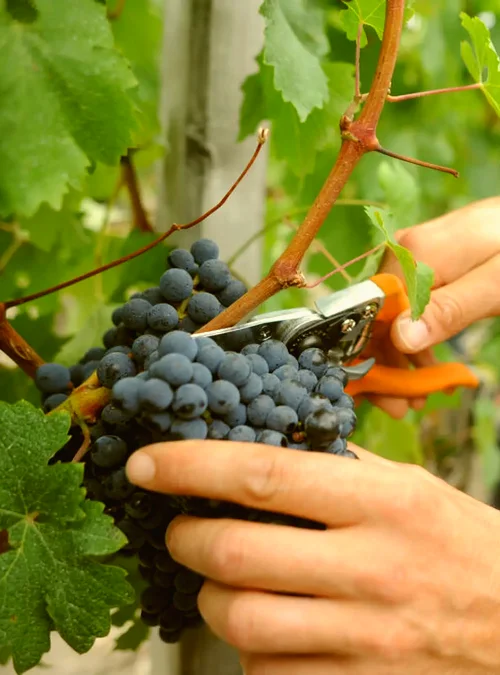 Portrait du vigneron